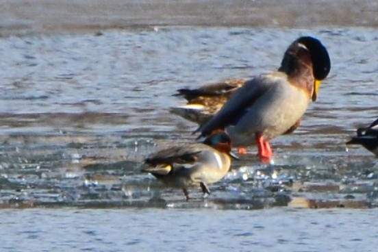 Чирок-свистунок - ML647177936