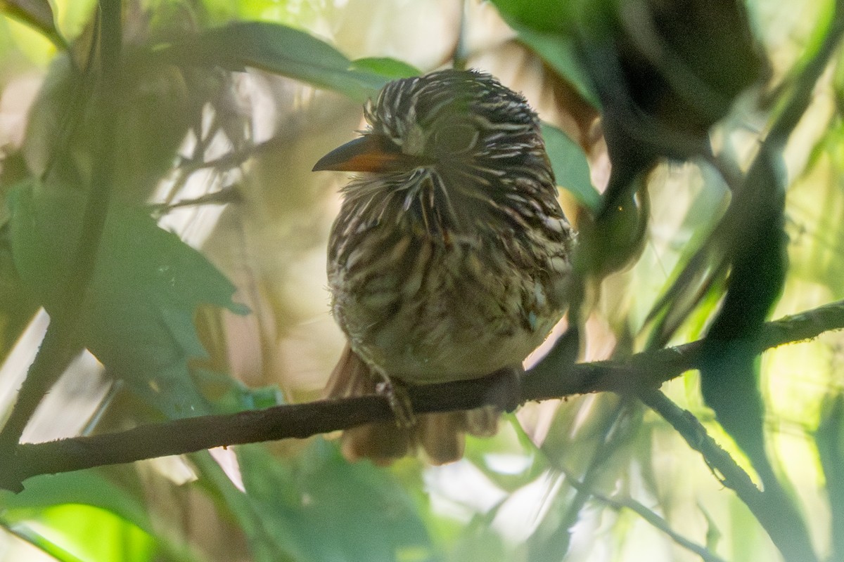 Тёмная пуховка - ML647177937