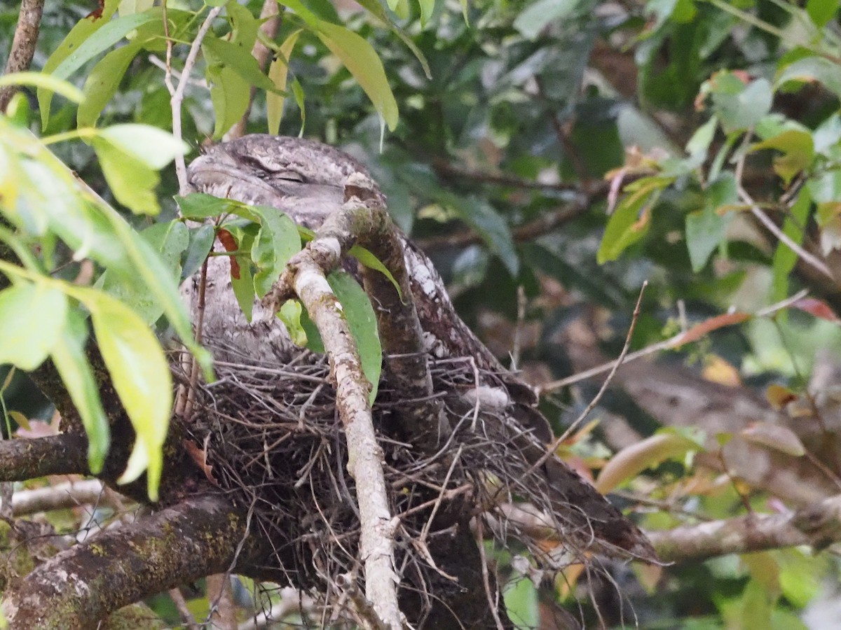 Папуанский лягушкорот - ML647177938