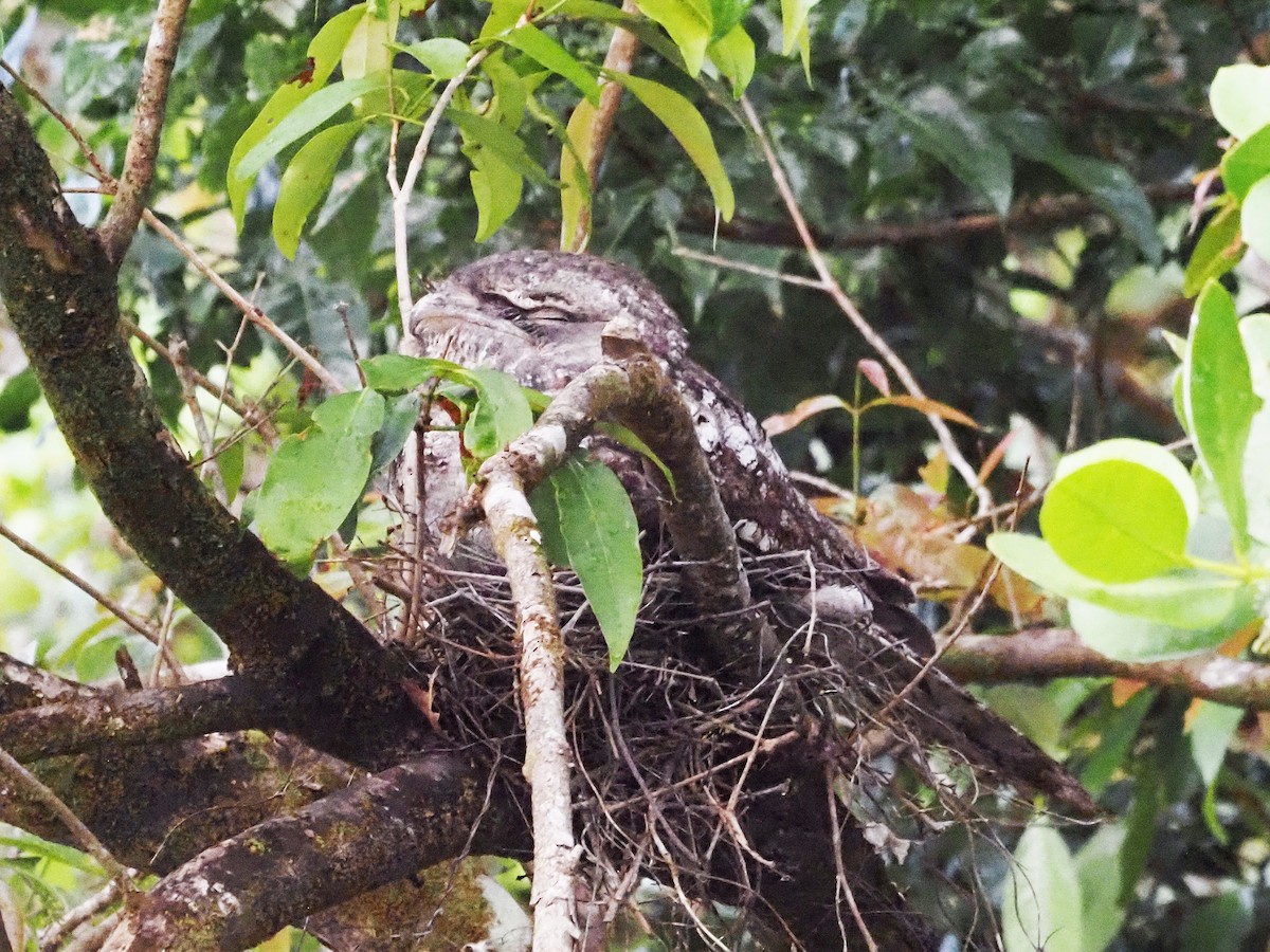 Папуанский лягушкорот - ML647177939