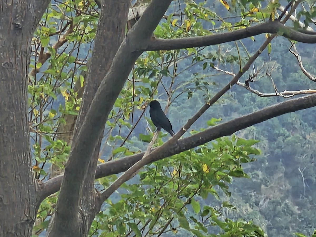 Черный дронго - ML647177946