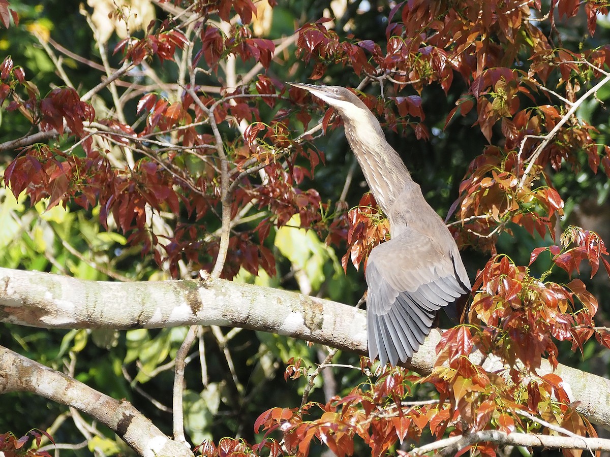 Мангровый волчок - ML647177947