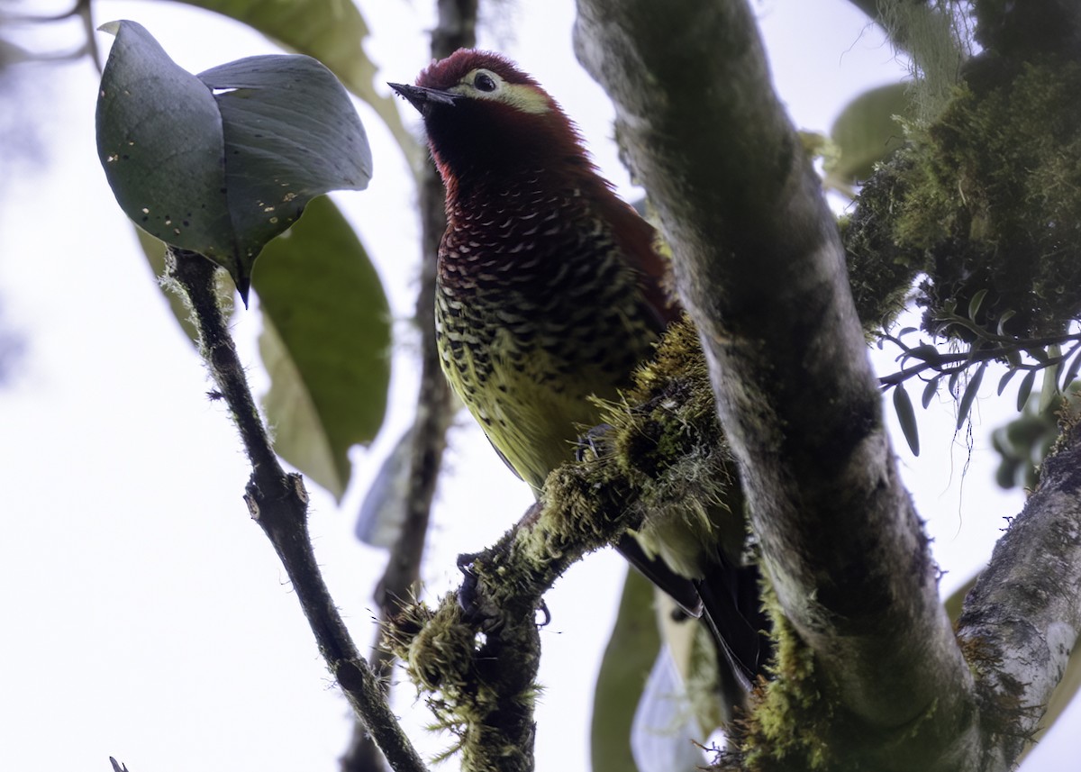 Нарядный дятел - ML647177949