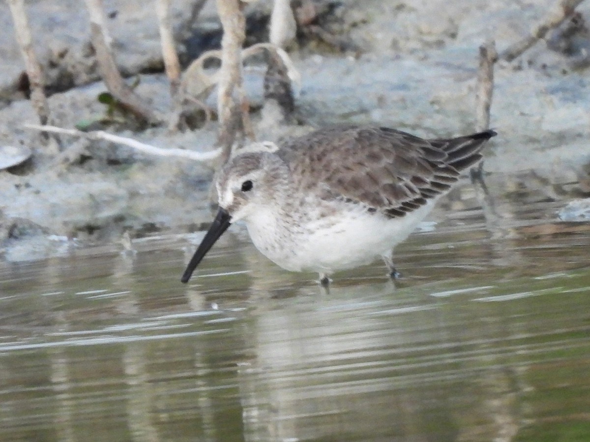 Чернозобик - ML647177957