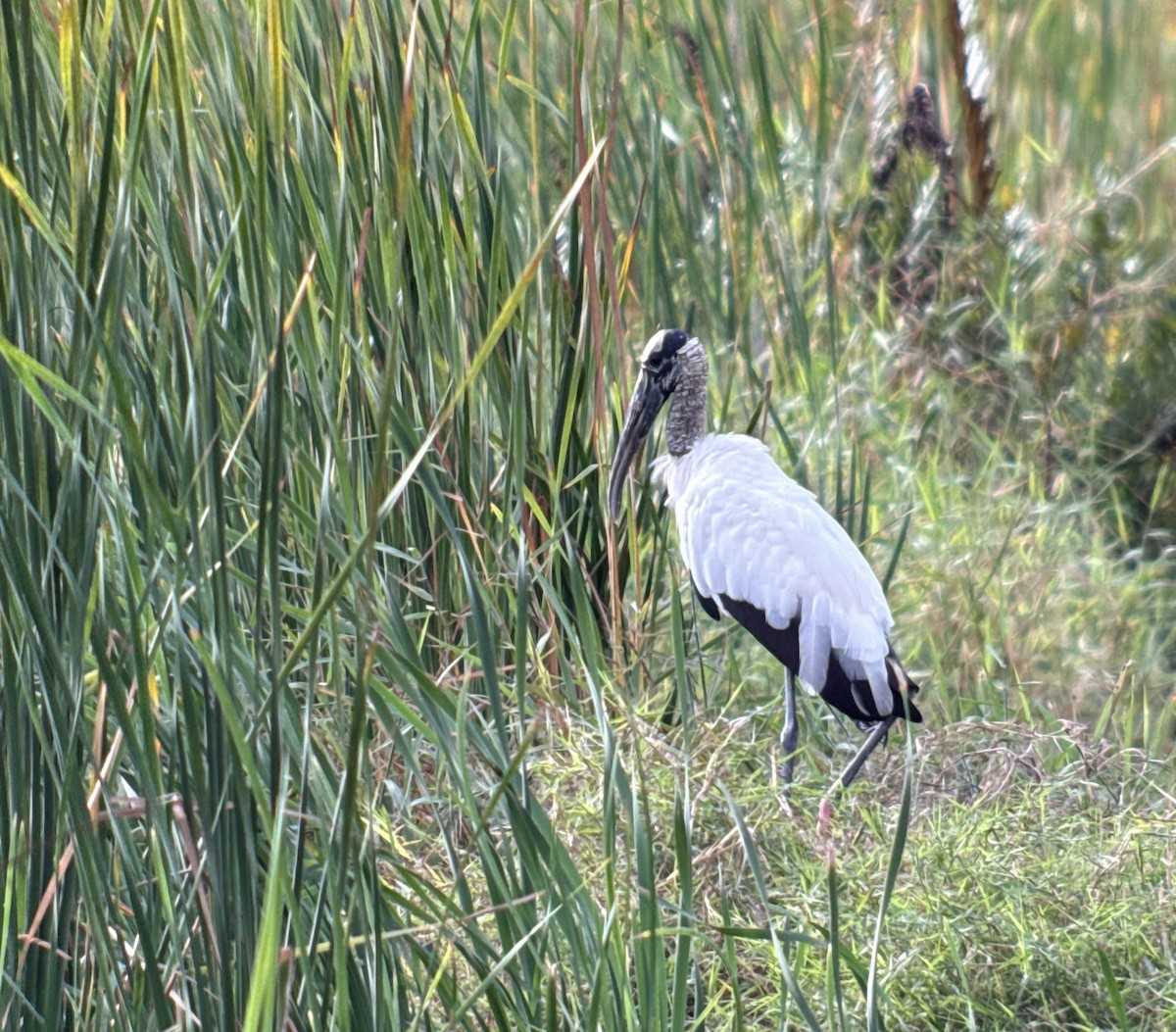 Американский клювач - ML647177964