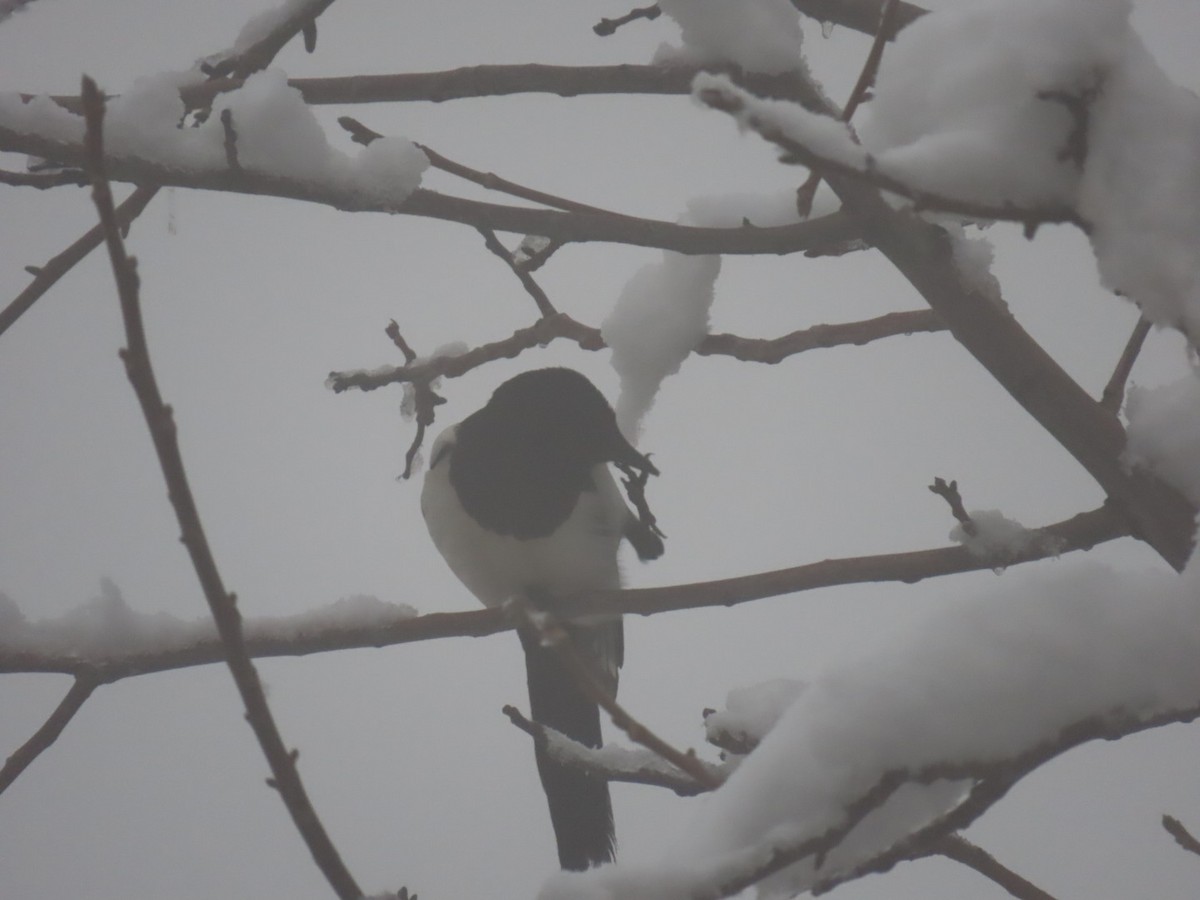 Сорока - ML647177965