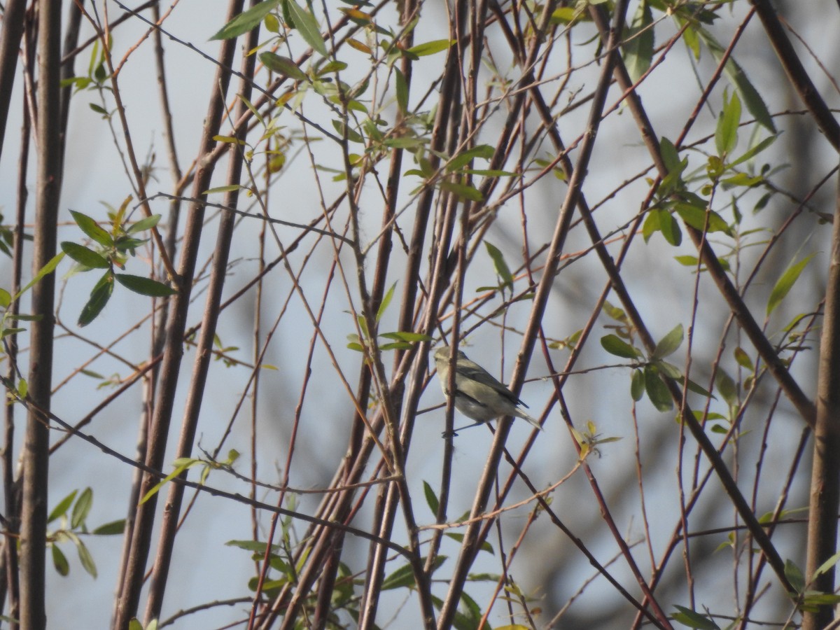 Тусклая пеночка - ML647177967