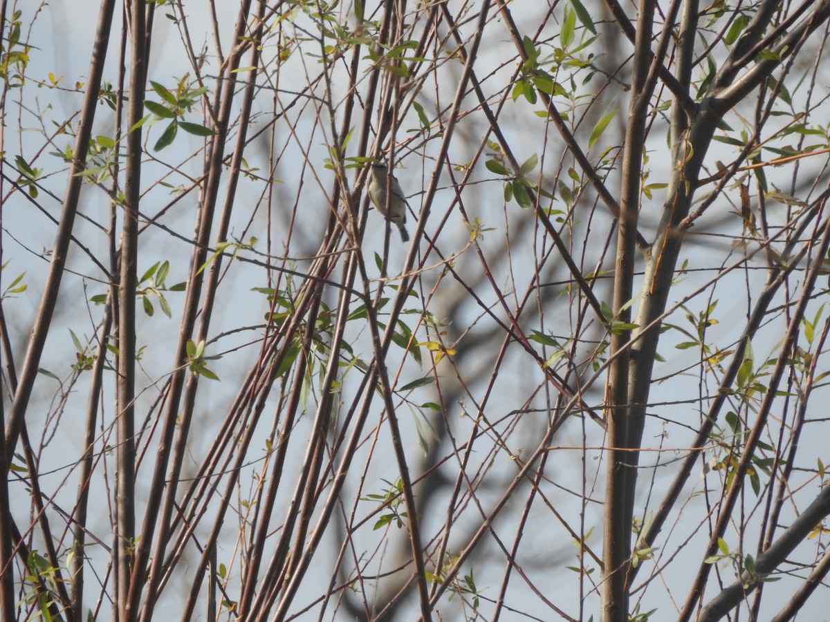 Тусклая пеночка - ML647177968