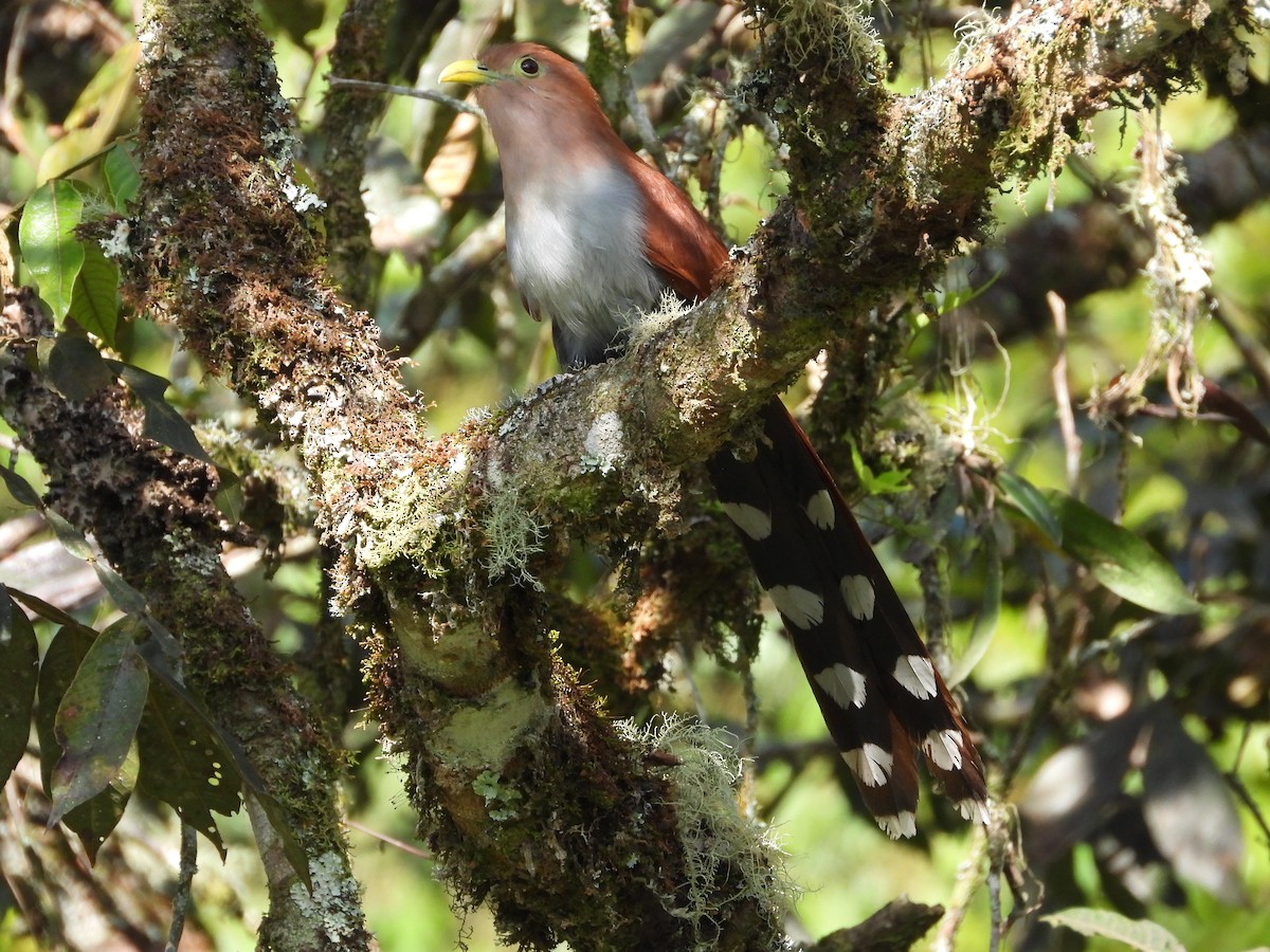 Common Squirrel-Cuckoo - ML647177969