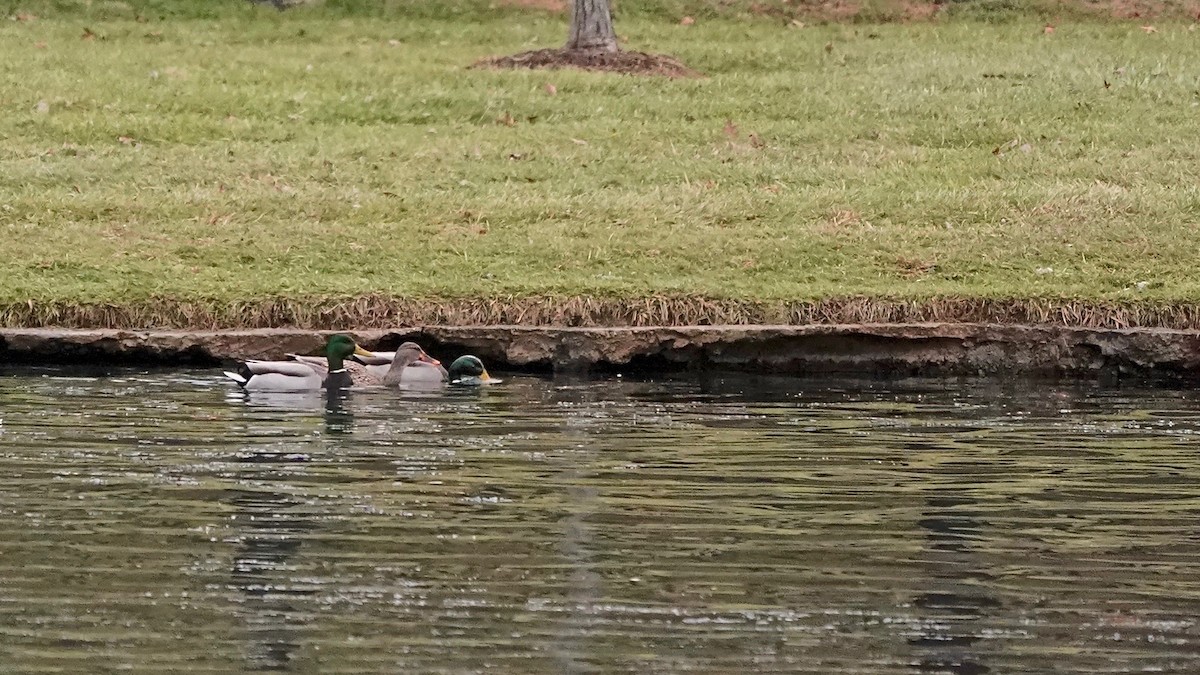 Кряква - ML647177971