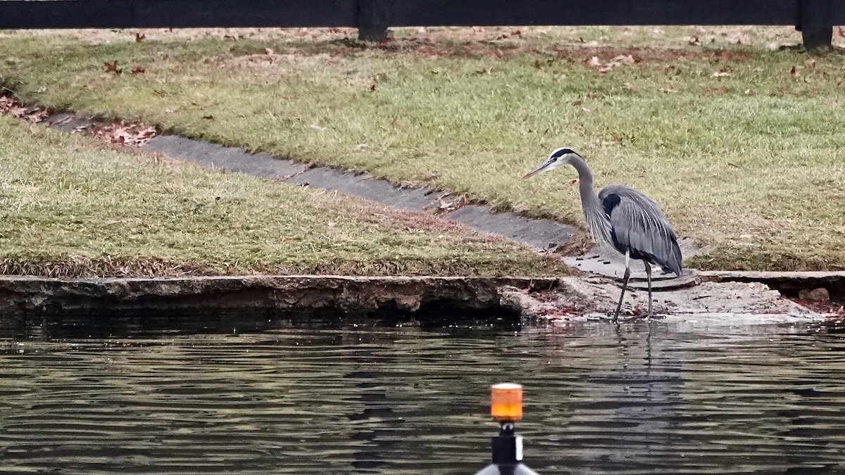 Большая голубая цапля - ML647177974