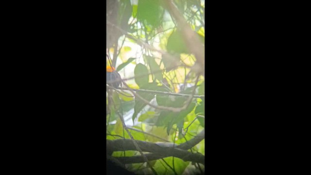 Golden-headed Manakin - ML647177976