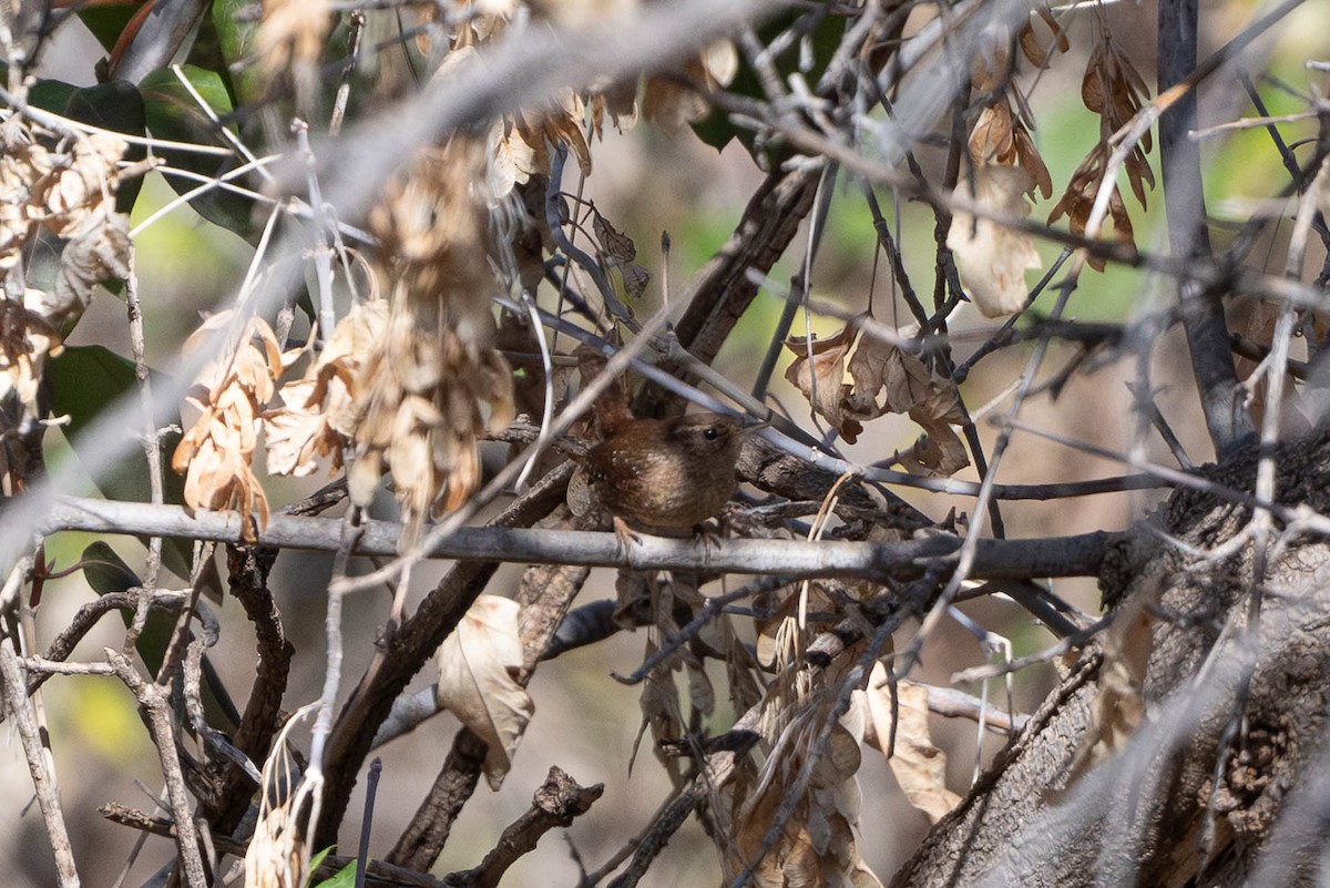 Winter Wren - ML647177978
