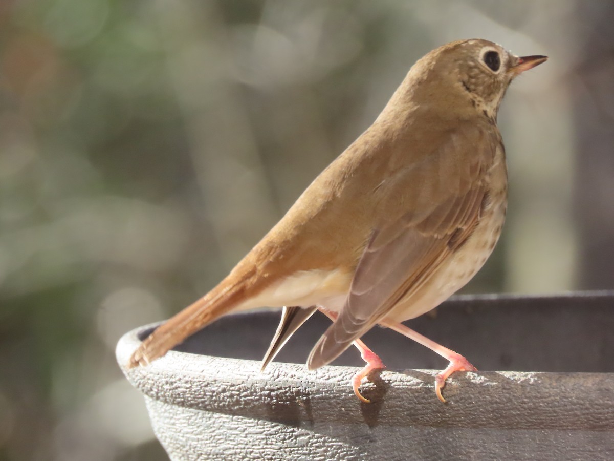 Дрізд-короткодзьоб плямистоволий - ML647177979