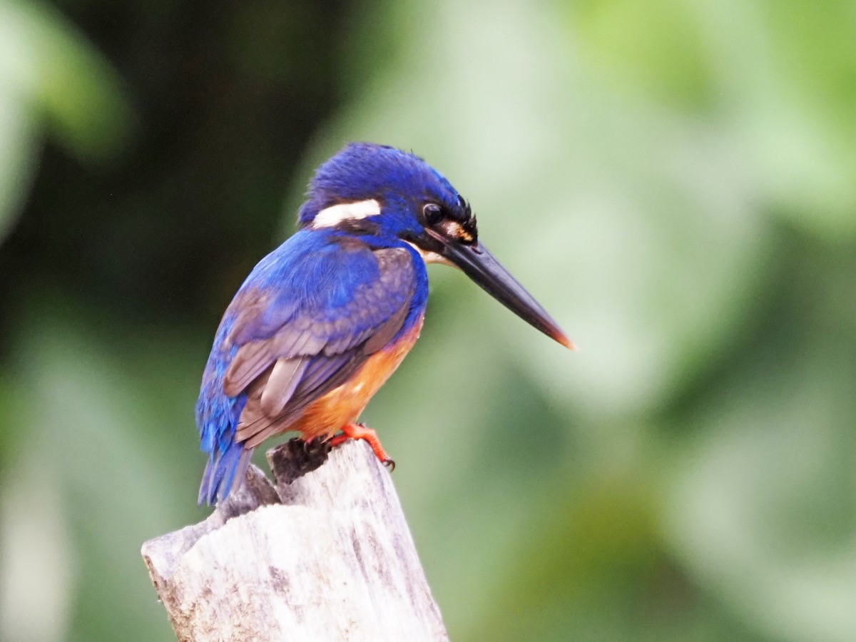 Azure Kingfisher - ML647177982