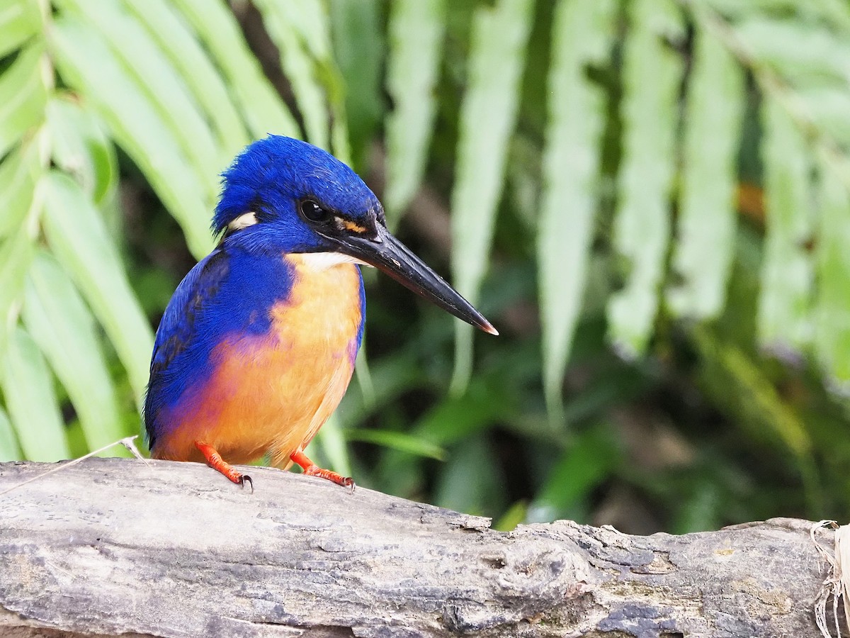 Azure Kingfisher - ML647177983