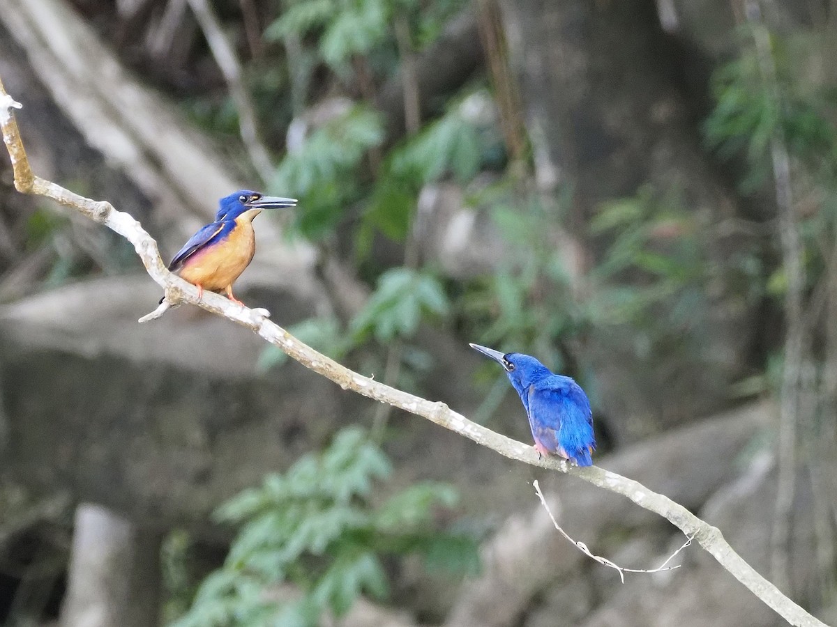 Azure Kingfisher - ML647177984