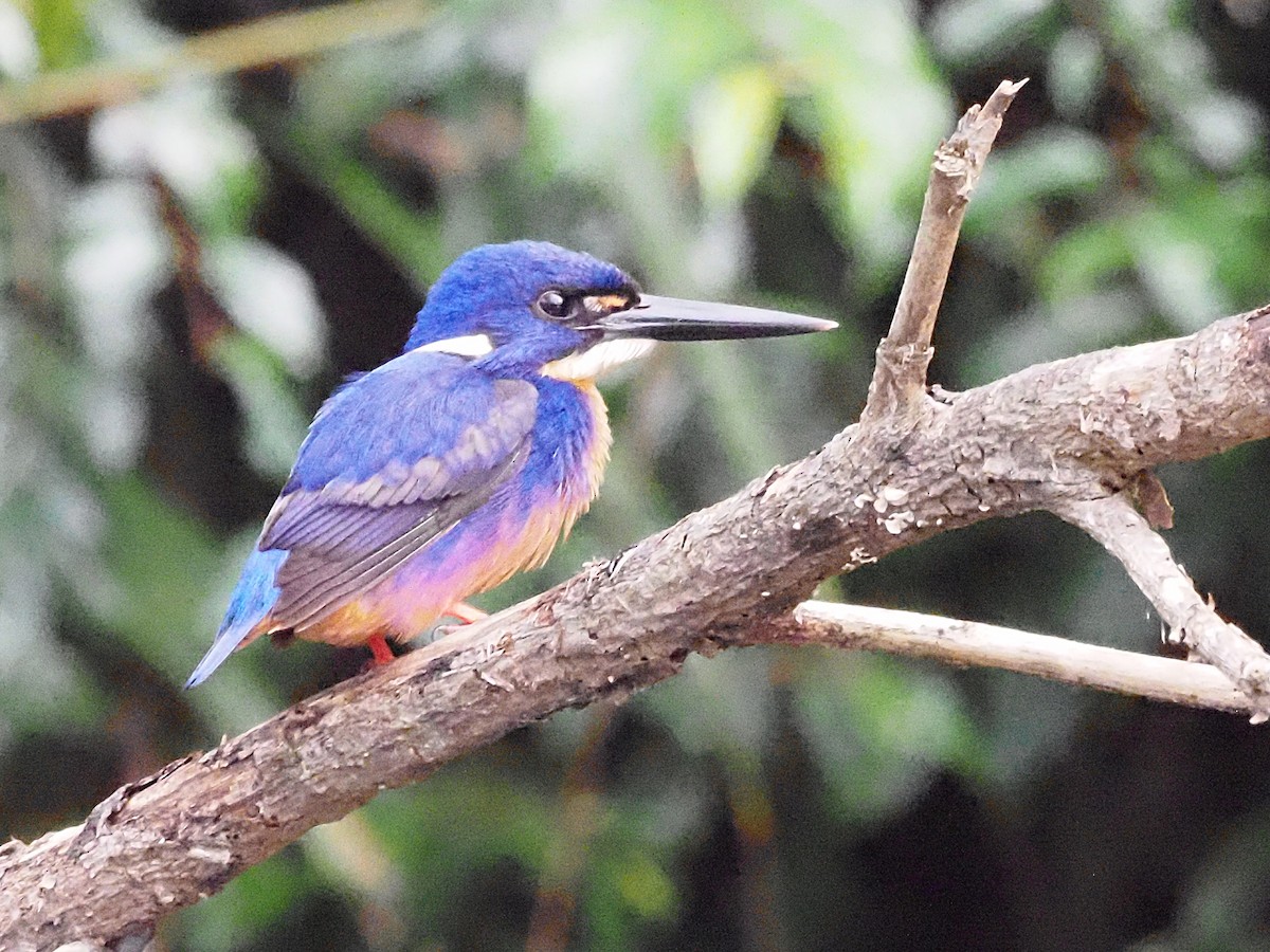 Azure Kingfisher - ML647177985