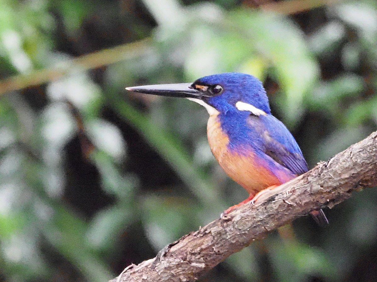 Azure Kingfisher - ML647177986