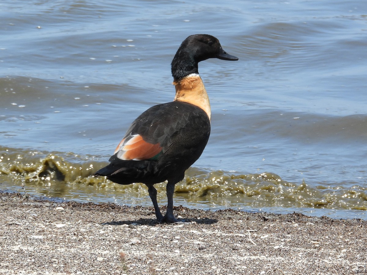 Галагаз австралійський - ML647177988