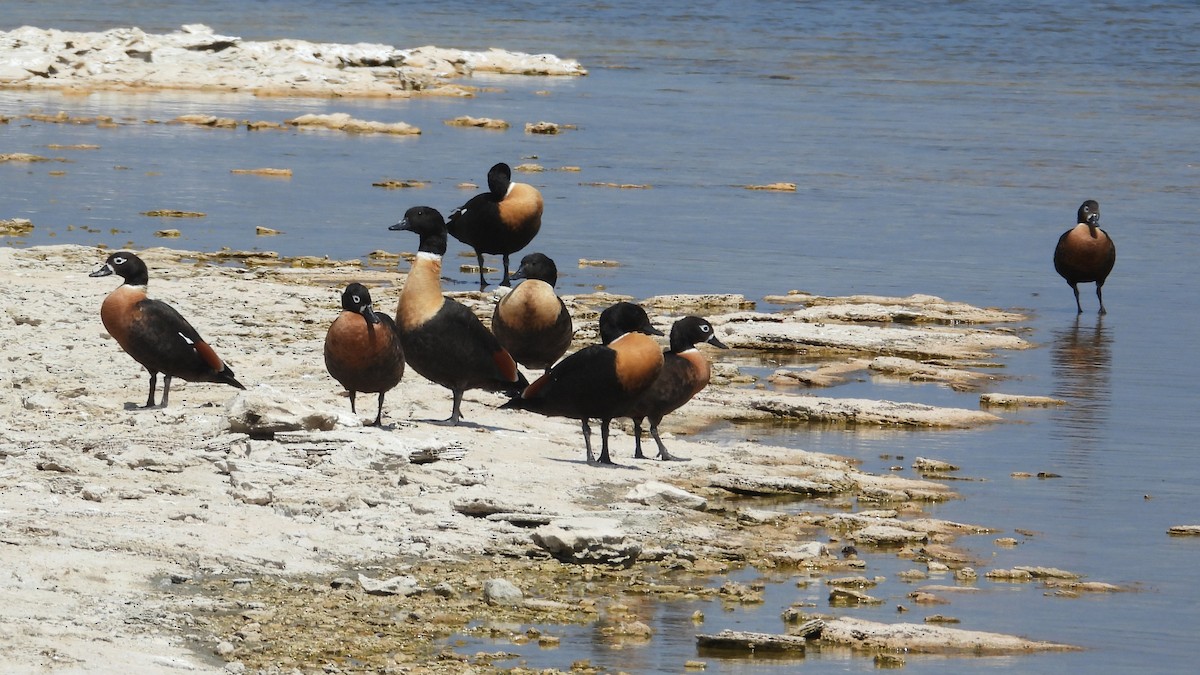 Галагаз австралійський - ML647177989