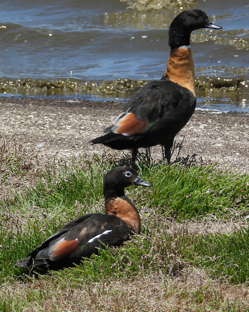 Галагаз австралійський - ML647177990