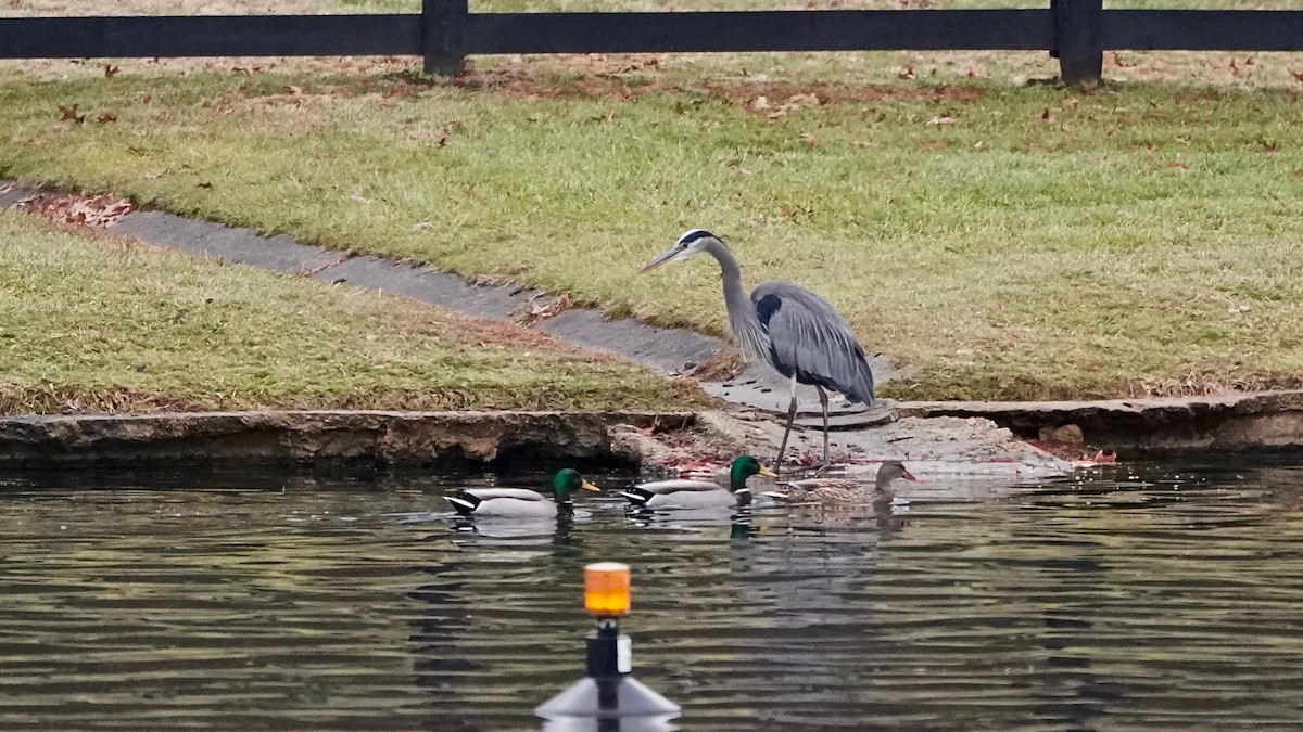 Great Blue Heron - ML647177994