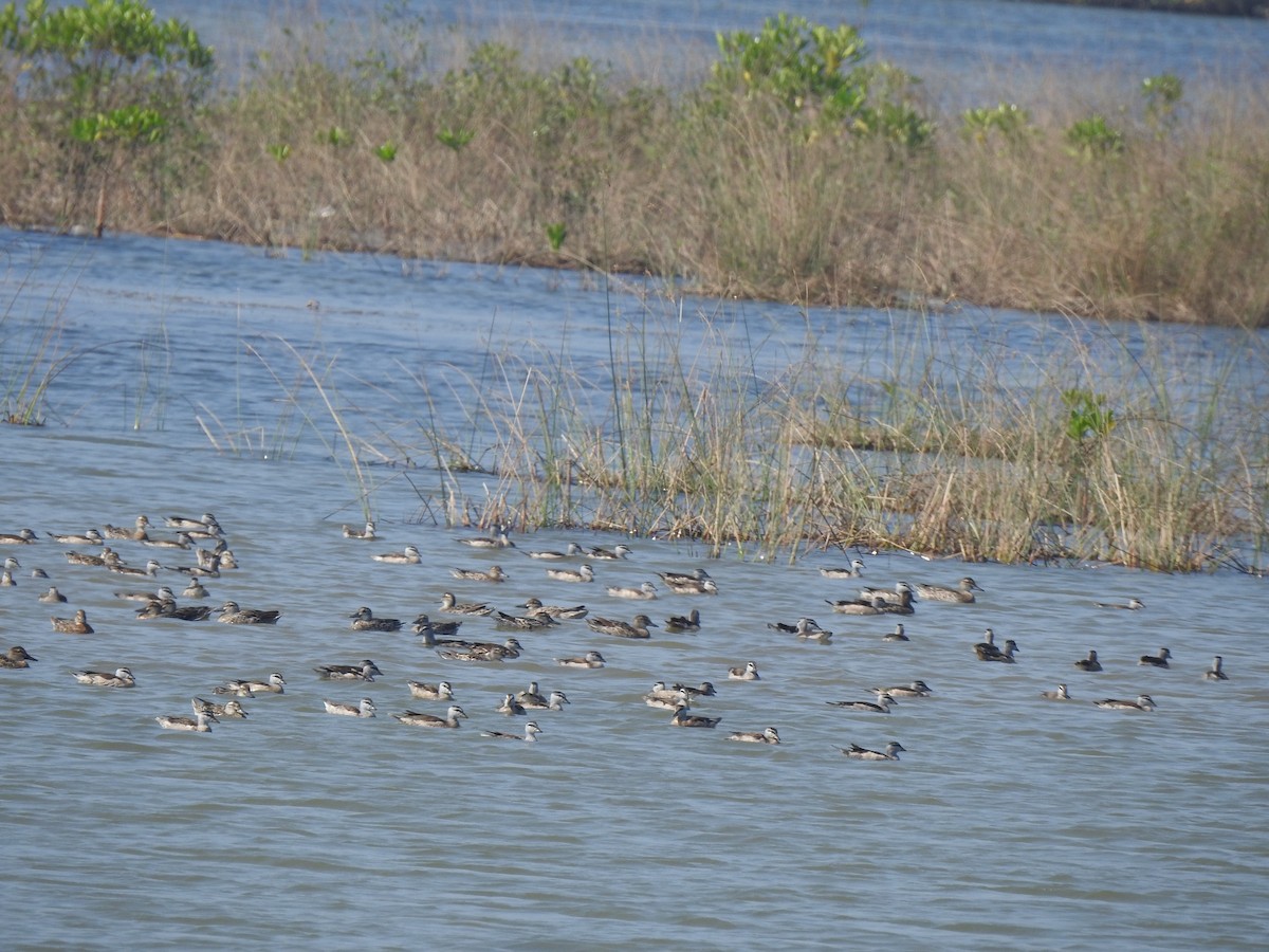 Cotton Pygmy-Goose - ML647177999