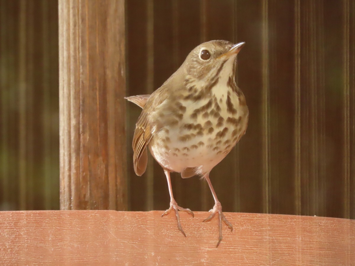 Дрізд-короткодзьоб плямистоволий - ML647178000