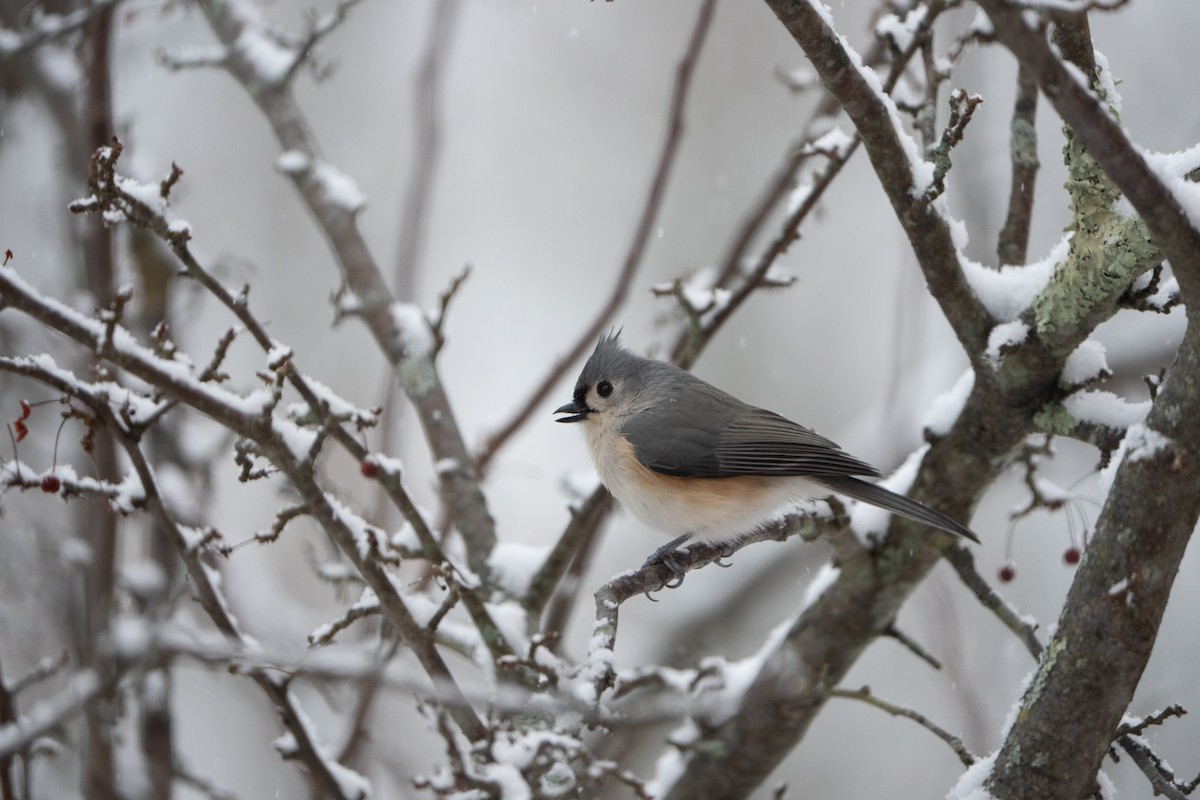 Ak Tepeli Baştankara - ML647178001