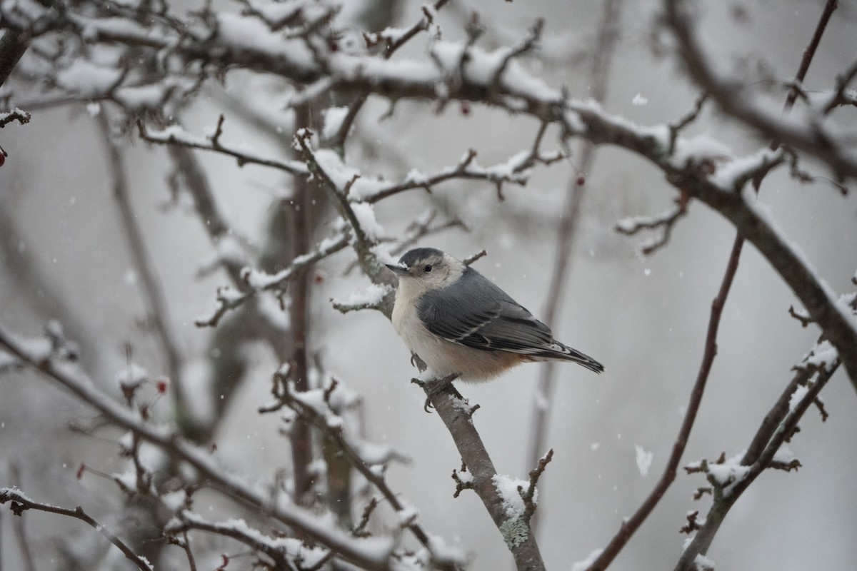 Beyaz Göğüslü Sıvacı - ML647178003