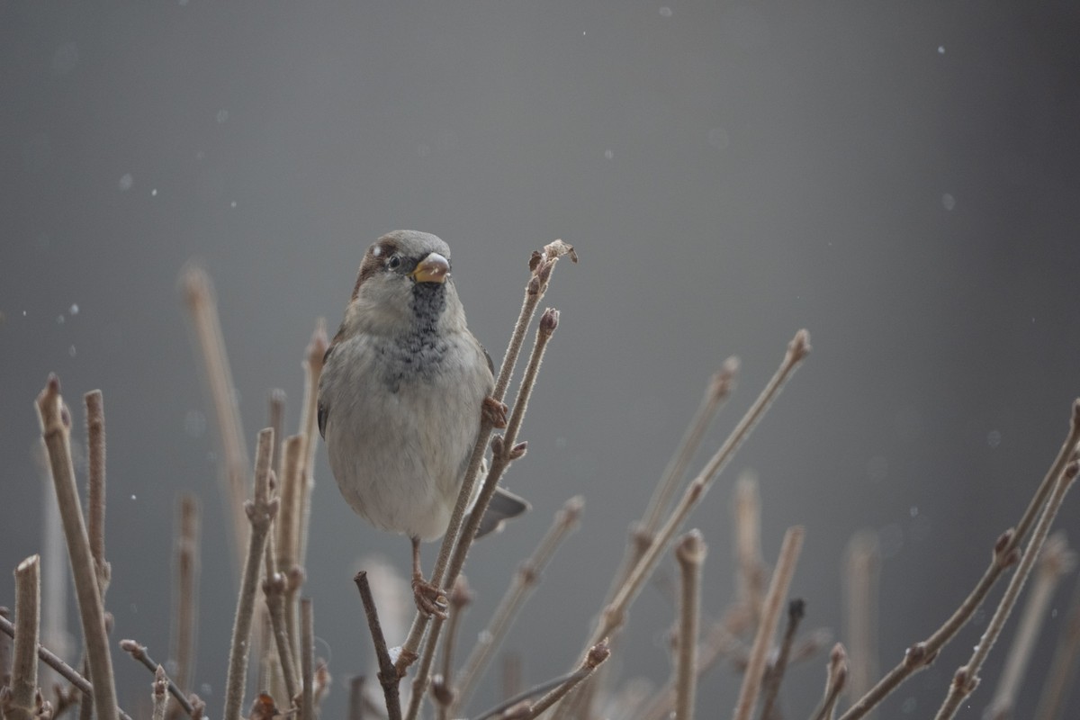 Serçe - ML647178007