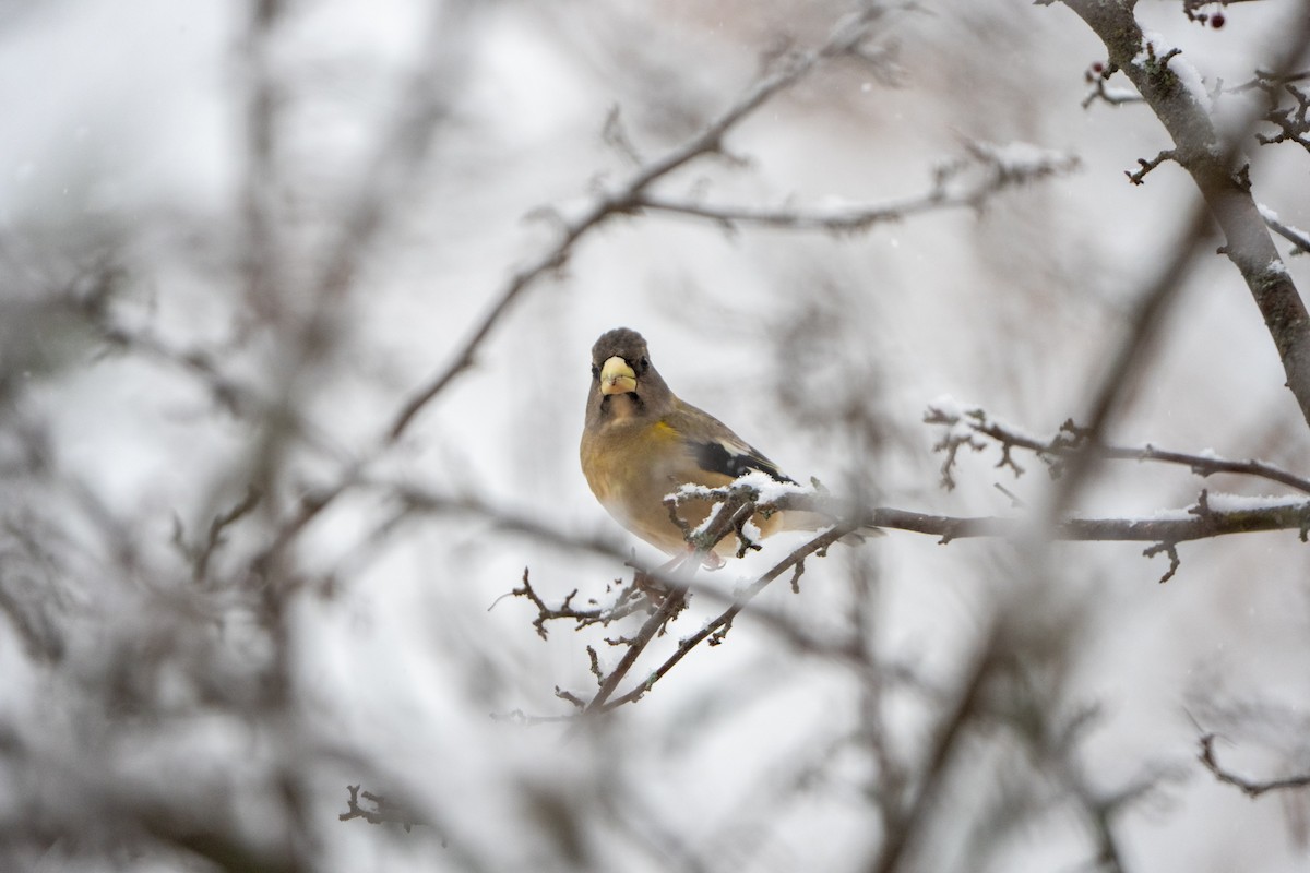 Sarı Kaşlı Kocabaş - ML647178009