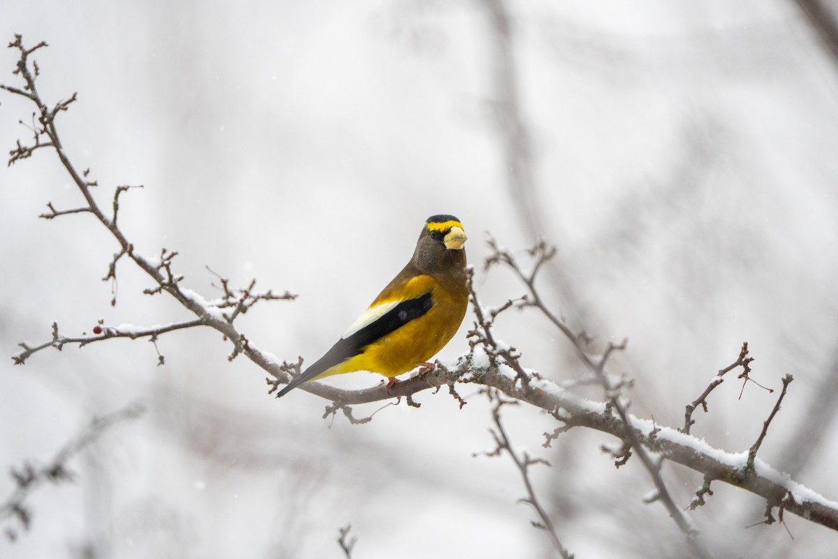 Sarı Kaşlı Kocabaş - ML647178010