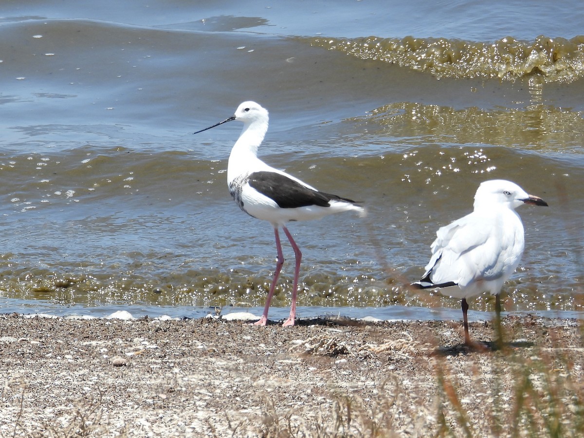 beltestylteløper - ML647178012