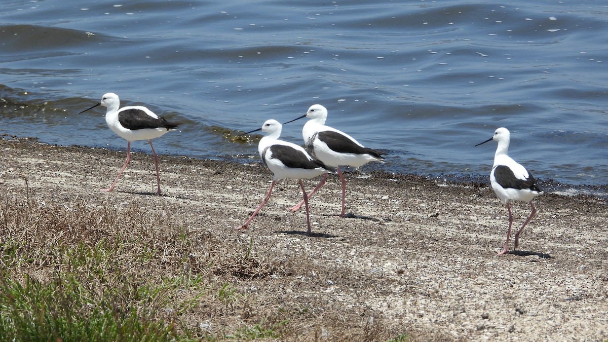 beltestylteløper - ML647178013