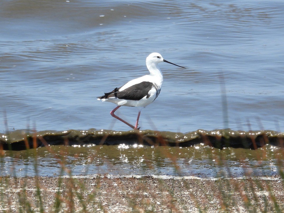 beltestylteløper - ML647178014