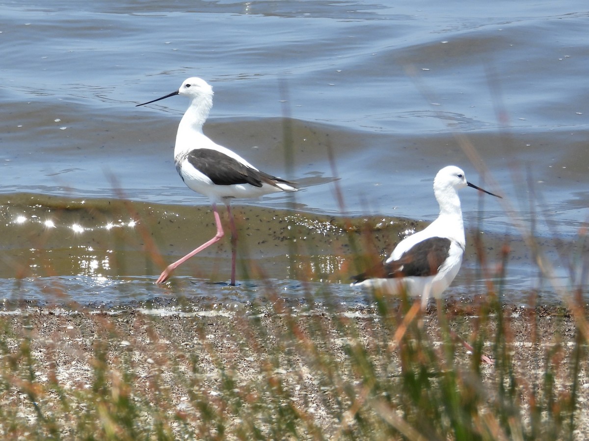 beltestylteløper - ML647178015