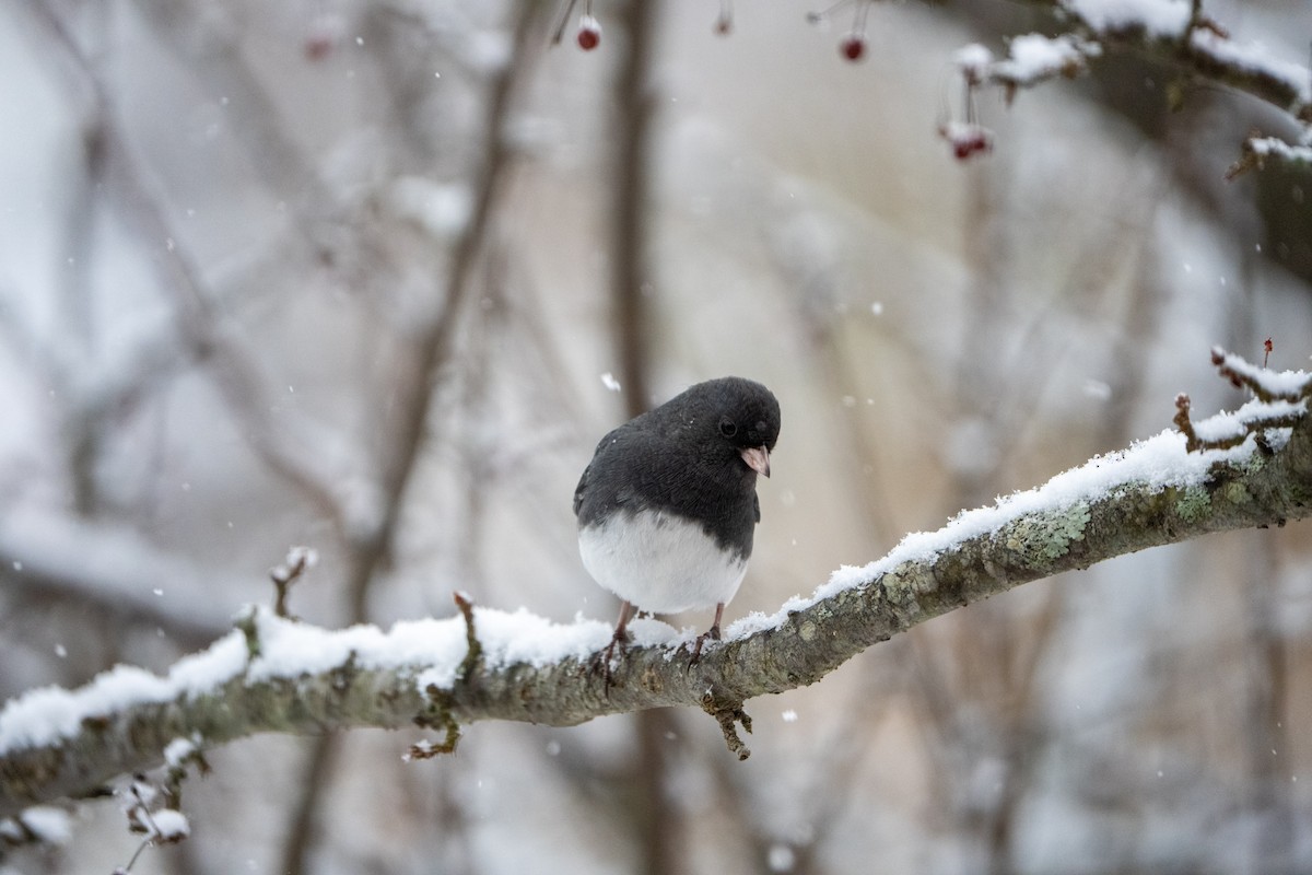 Kara Gözlü Junko - ML647178017