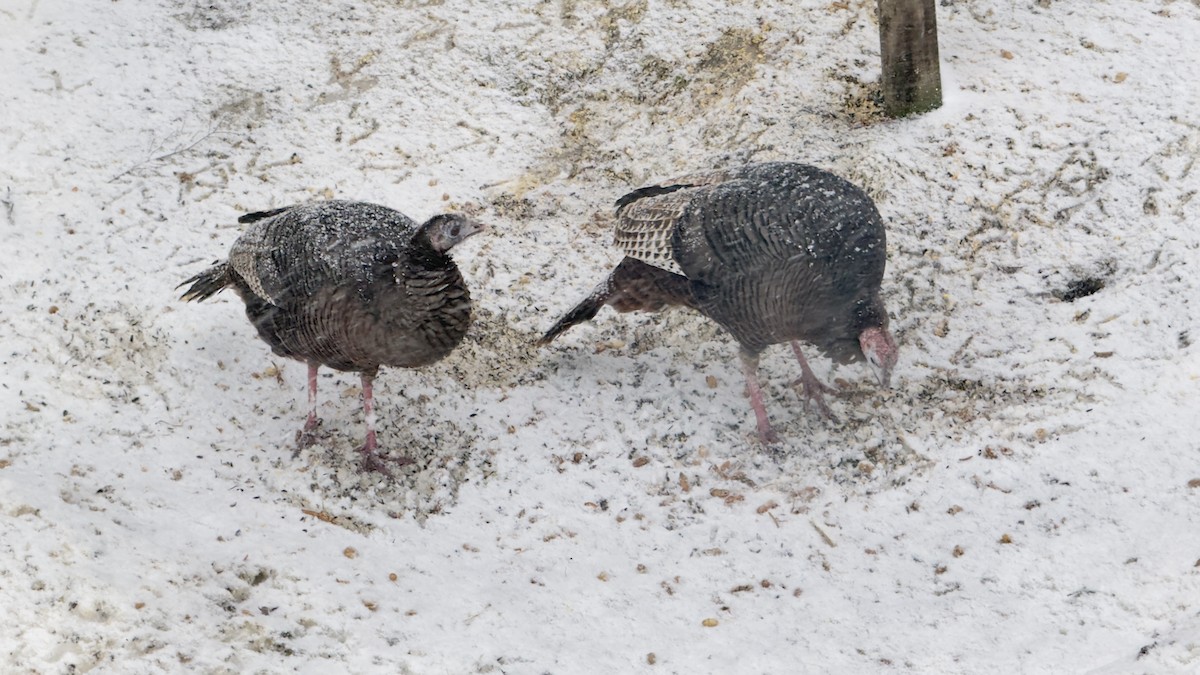 Індик великий - ML647178018