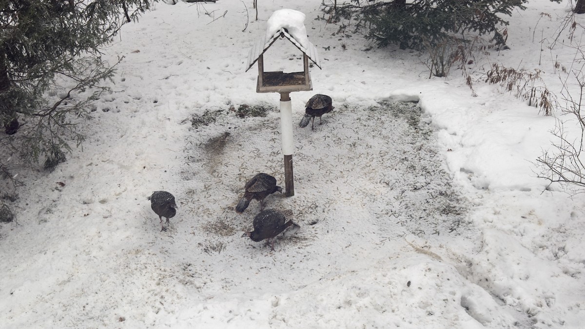 Індик великий - ML647178019