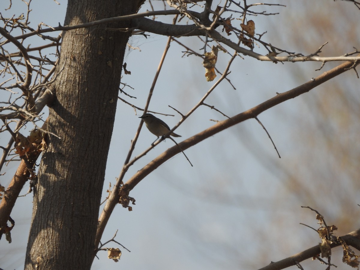 Пеночка-теньковка - ML647178024