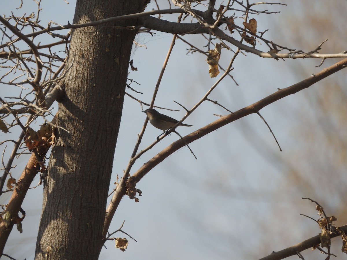 Пеночка-теньковка - ML647178025