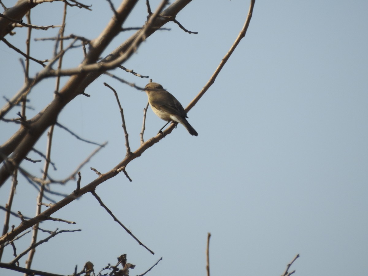 Пеночка-теньковка - ML647178026