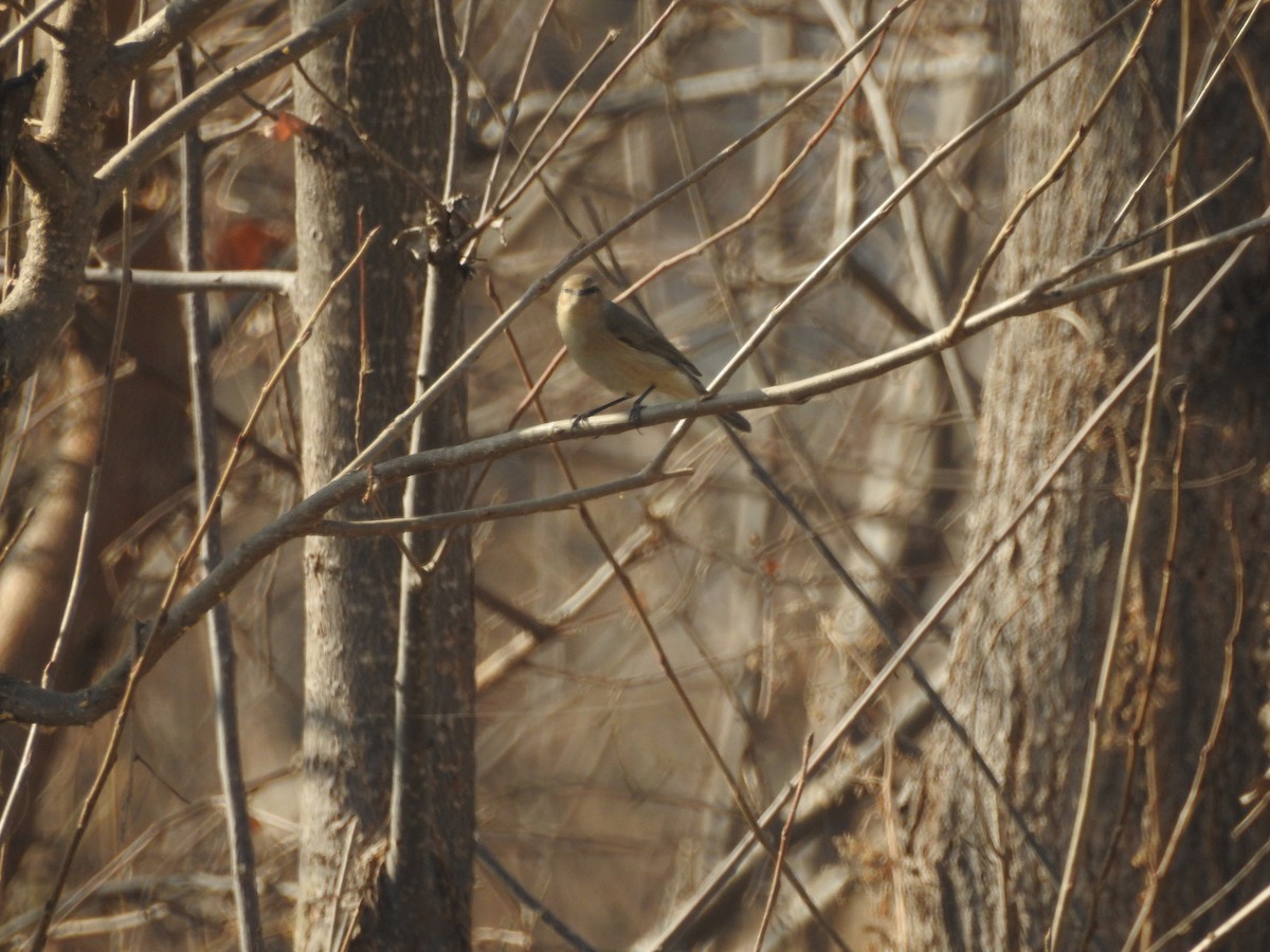 Пеночка-теньковка - ML647178027