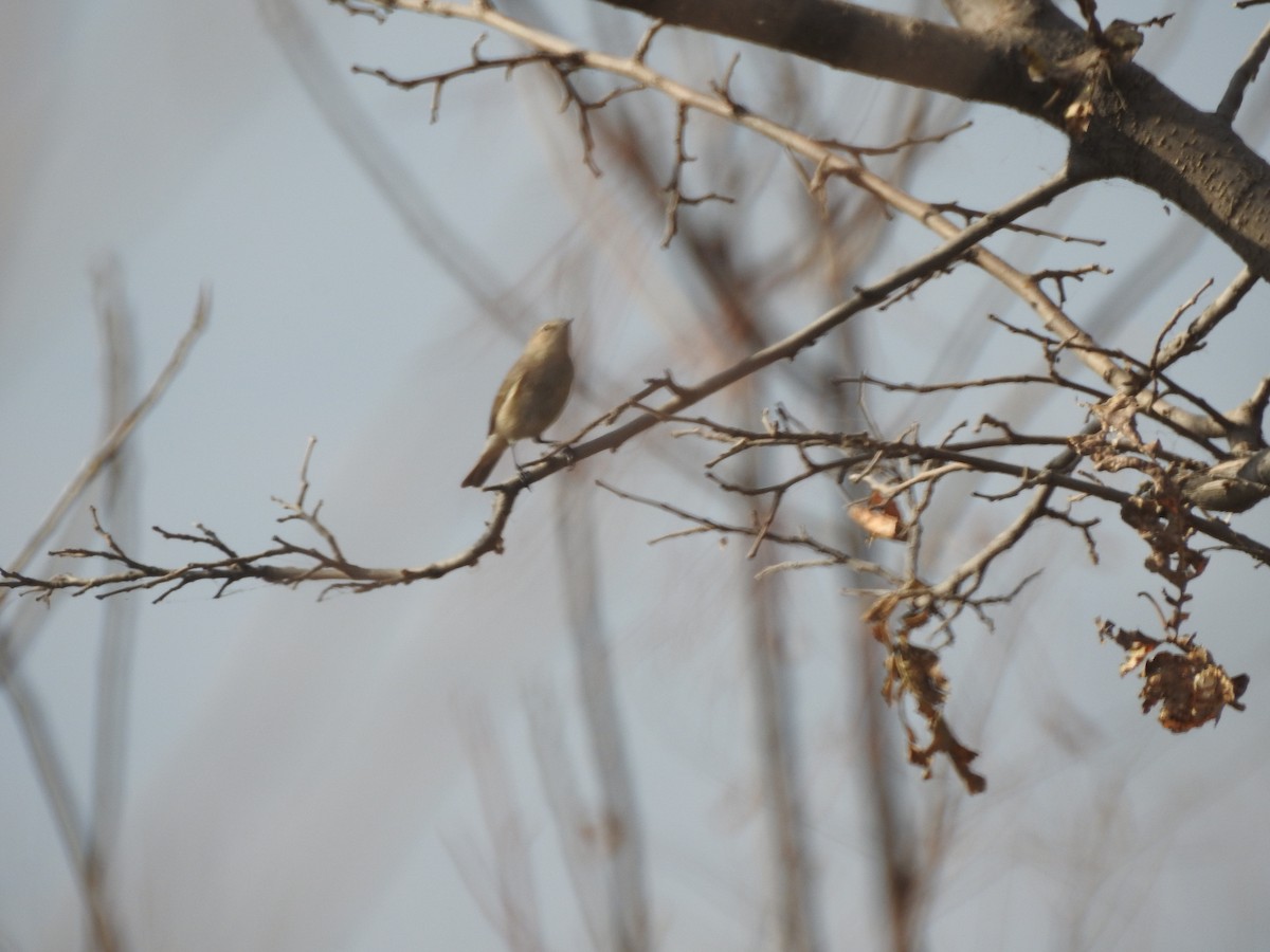 Пеночка-теньковка - ML647178028