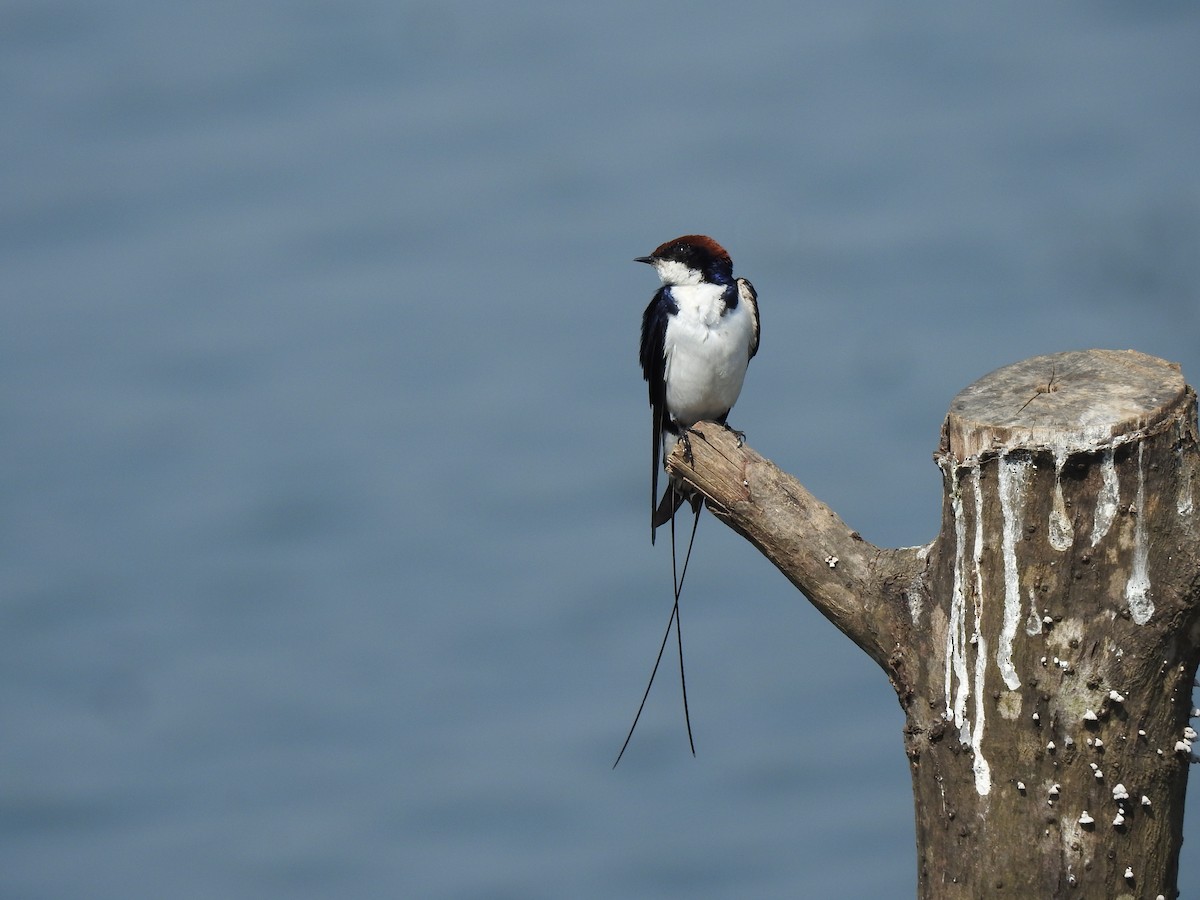 Wire-tailed Swallow - ML647178030