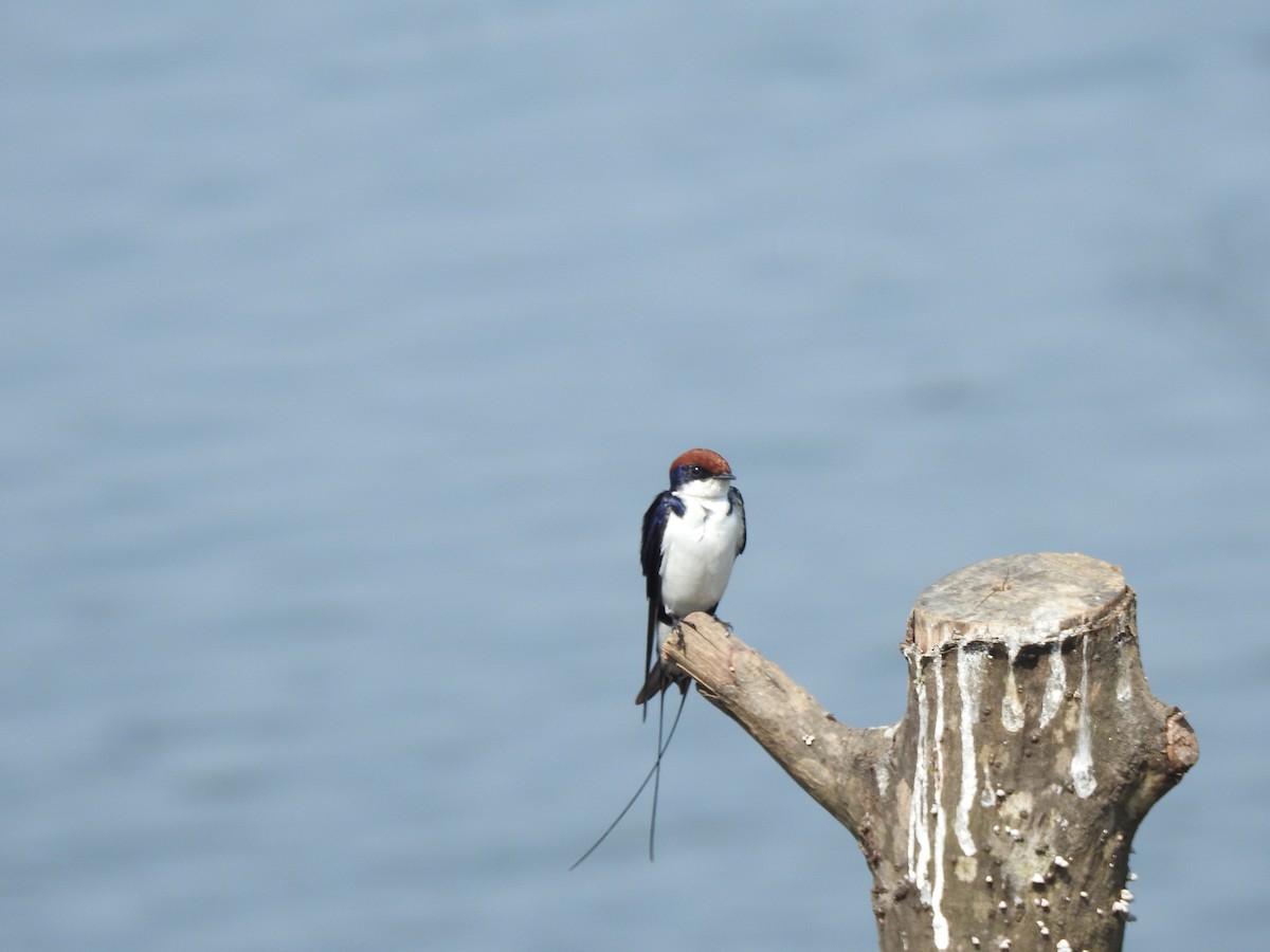 Wire-tailed Swallow - ML647178031