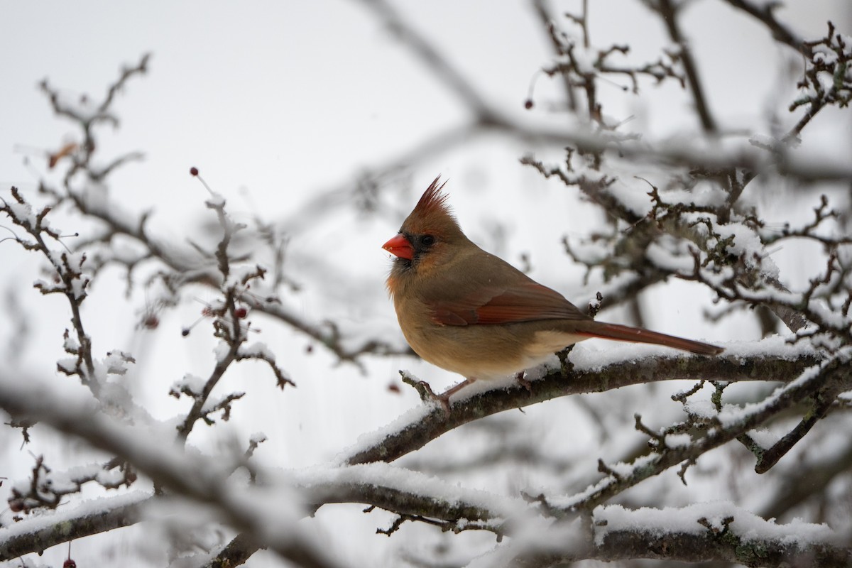 Kırmızı Kardinal - ML647178032