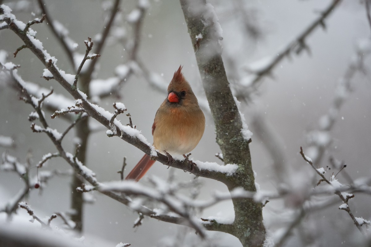 Kırmızı Kardinal - ML647178033